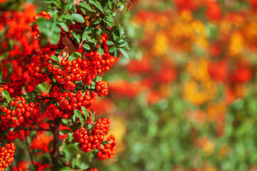 Ripe red rowan berries closeup picture
