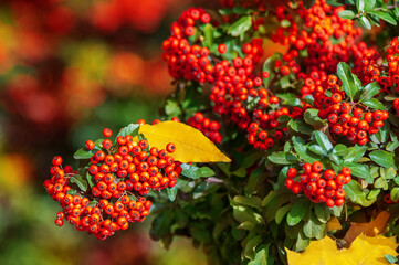 Clsoeup picture of red rowan berries branch