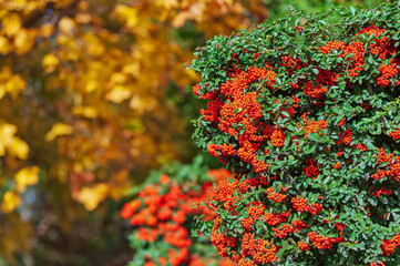 Rowan bushes at the autumn maple tree background
