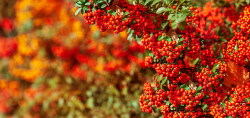 Wide banner with red rowan berry bush