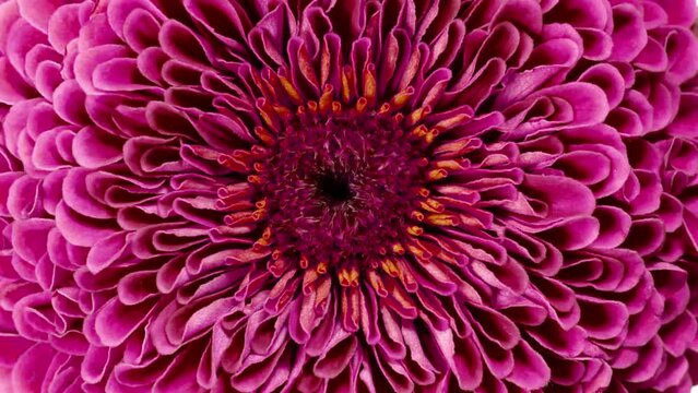 Blooming Pink Flower Macro Close-up