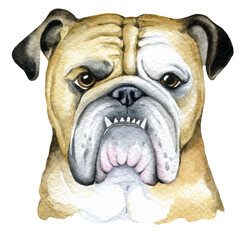 Bulldog, dog, animal illustration, dog portrait