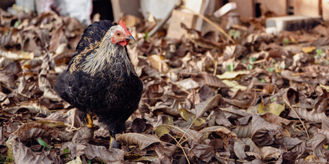 A hen looking for food in leaves and grass - the rooster feeds on worms and insects from the ground