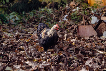 A hen looking for food in leaves and grass - the rooster feeds on worms and insects from the ground