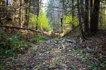 Stony bed of a dry forest stream in summer