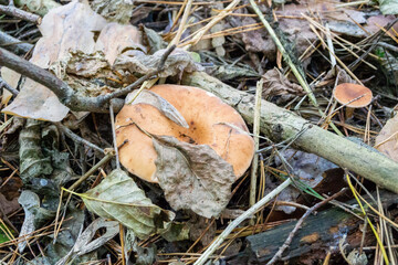 Poisonous chanterelle mushroom under leaf