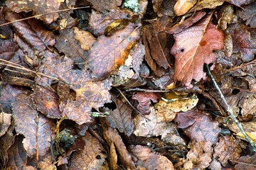 background texture of dry and wet leaves in the forest of mexico