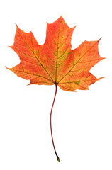 PNG Autumn maple red leaf isolated transparent background