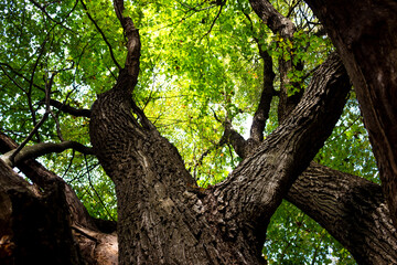 Fototapeta na wymiar Bottom-up view of a powerful trunk and branches of an old oak