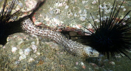 Costa Rica Pacific Sea life
