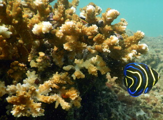 Costa Rica Pacific Sea life