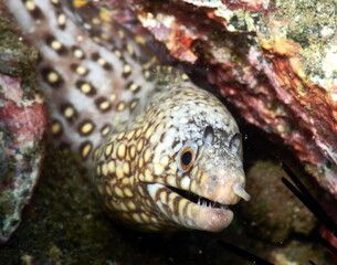Costa Rica Pacific Sea life