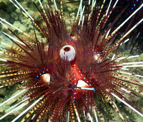 Costa Rica Pacific Sea life