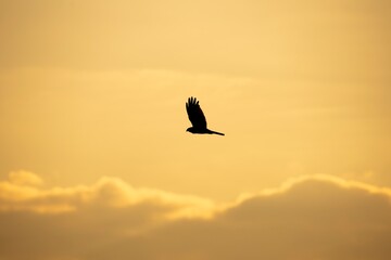 Fototapeta na wymiar silhouette of a flying bird of prey