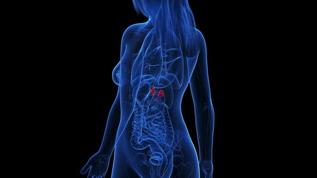 3d rendered medical animation of inflamed adrenal glands