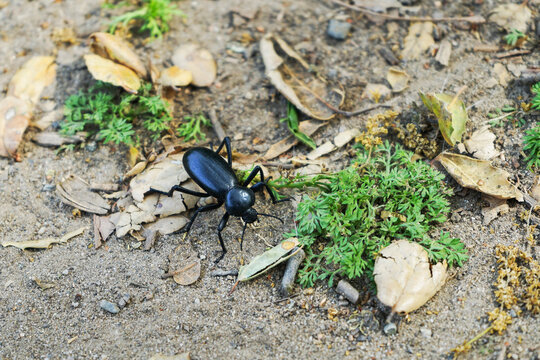 Desert Stink Beetle crawling alongside hiking trail.