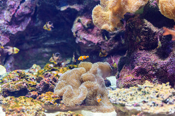 Naklejka na ściany i meble 水族館の水槽の中で泳ぐクマノミと珊瑚