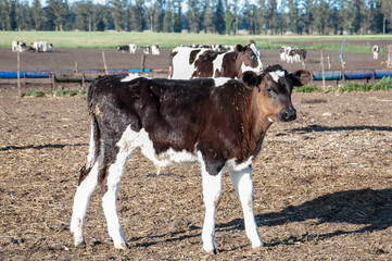 A Holando Argentino calf in a farm on the outskirts of the city of Mar del Plata, Argentina.