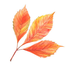 Watercolor illustration of orange leaves isolated on white. Autumn botanical art.