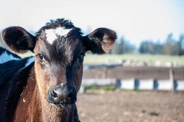 A Holando Argentino calf in a farm on the outskirts of the city of Mar del Plata, Argentina.