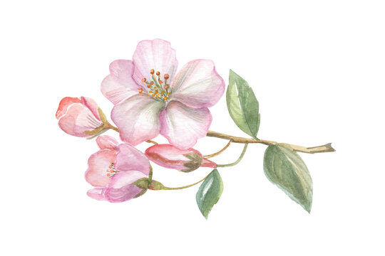 Blooming pink cherry flowers for postcard. Watercolor hand-drawn vintage botanical art.