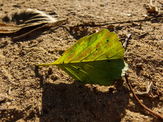 A very nice closeup of a fallen green leaf.