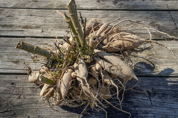 Large clump of dahlia tubers laying on a wood table. Roots are still visible.