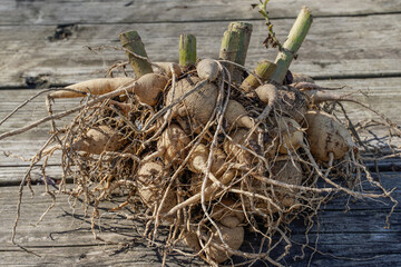 Large clump of dahlia tubers laying on a wood table. Roots are still visible.