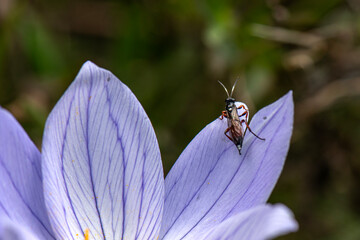 Mountain tulip that grows spontaneously in nature