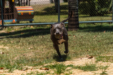 Blue nose Pit bull dog playing and having fun in the park. Selective focus. Sunny day.