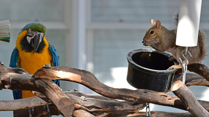 A squirrel takes advantage of the food in a parrot's feeder under the watchful eye of a macaw. © Don Masten II