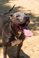 Blue nose Pit bull dog playing and having fun in the park. Selective focus. Sunny day.