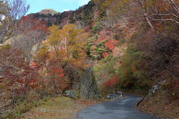 UFOライン　道を彩る紅葉　（高知県　瓶ヶ森林道）