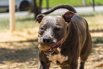 Blue nose Pit bull dog playing and having fun in the park. Selective focus. Sunny day.