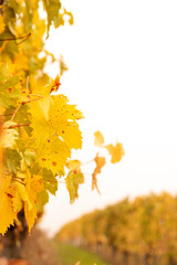 Vertical orange yellow autumn vineyard plant leaves on a white background with space to write