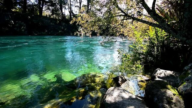 Clear green waters of Waikato River flowing among trees