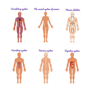 Main Human Body Systems with Circulatory, Sexual, Human Skeleton, Excretory, Nervous and Digestive Vector Set