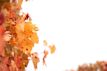 Vineyard autumn leaves isolated on white with space to write, suits for calendar, wine label, menu