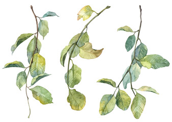 Detailed realistic green leaves on twigs isolated on white background. Watercolor hand painted botany. Green stem set