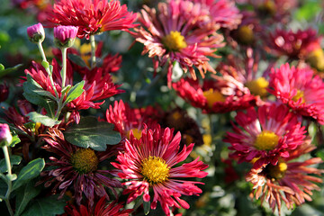 Red asters in the garden. Red flowers background image.Autumn garden