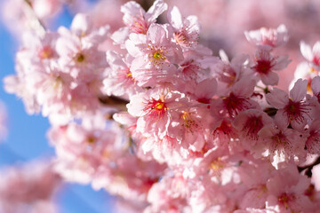 Fototapeta premium Beautiful cherry tree in full bloom against a blue cloudy sky