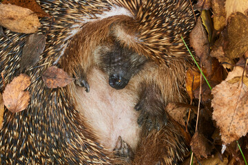Hedgehog (Scientific name: Erinaceus Europaeus) wild, native, European hedgehog hibernating in...