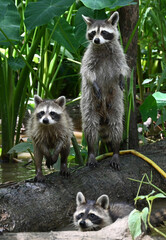 Raccoons in the Honey Island Swamp, Slidell, Louisiana © Harold