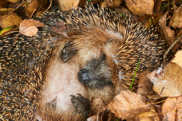 Hedgehog (Scientific name: Erinaceus Europaeus) wild, native, European hedgehog hibernating in natural woodland habitat. Curled into a ball in fallen Autumn leaves. Winter sleeping - hibernation 