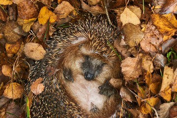 Hedgehog (Scientific name: Erinaceus Europaeus) wild, native, European hedgehog hibernating in...