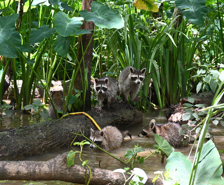 Raccoons in the Honey Island Swamp, Slidell, Louisiana