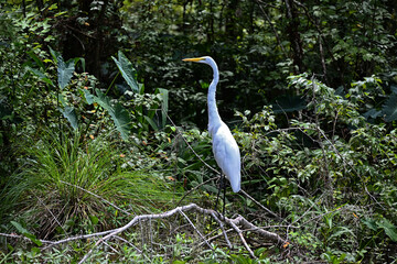 Egret
bird
exotic
swamp
white
blue
river
Honey Island Swamp
