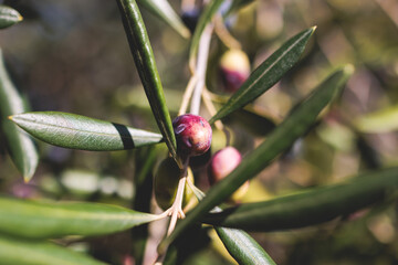 Olives growing on olive tree grove, close up macro view, branch of ripe dark and green olives...