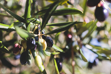 Olives growing on olive tree grove, close up macro view, branch of ripe dark and green olives...