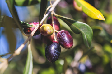 Olives growing on olive tree grove, close up macro view, branch of ripe dark and green olives fruits in a summer sunny day, Ionian sea islands, Greece
